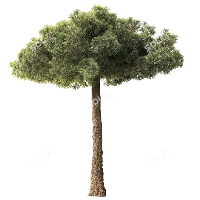 Black Pine Tree 3.5m Exteriors 3D model image 2