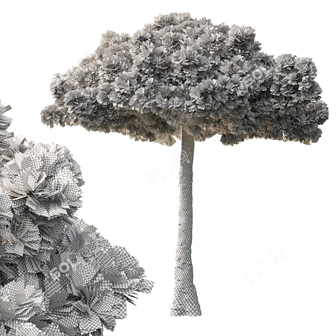 Black Pine Tree 3.5m Exteriors 3D model image 3