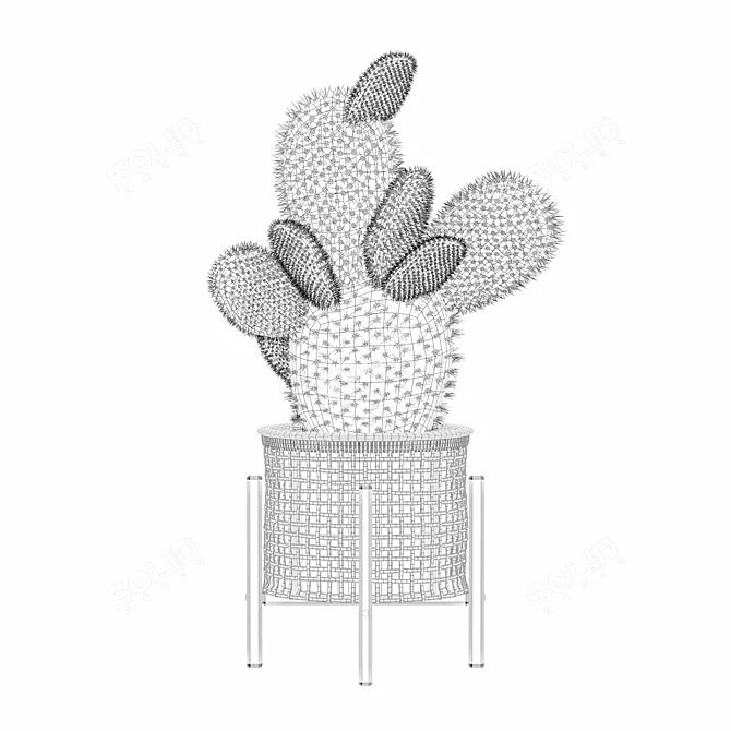 Succulent Opuntia Microdasys Plant Model 3D model image 5