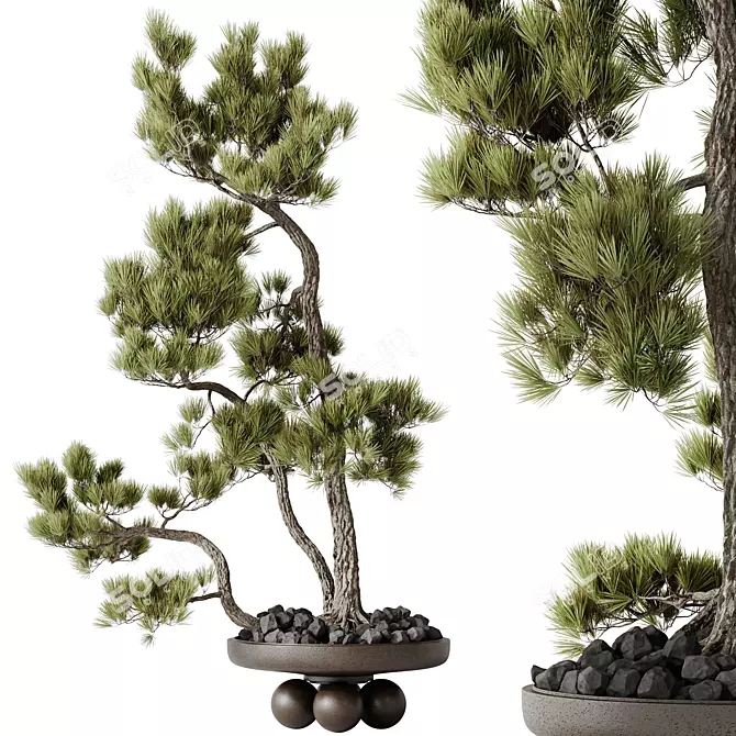 Pine Bonsai Tree 3D Model 3D model image 1