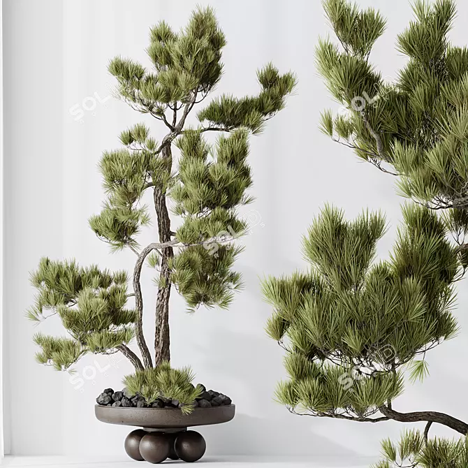 Pine Bonsai Tree 3D Model 3D model image 2