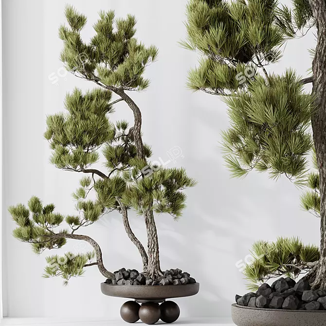 Pine Bonsai Tree 3D Model 3D model image 3