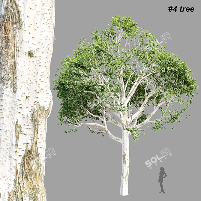  4 Tree Models Set Vol.252 3D model image 1