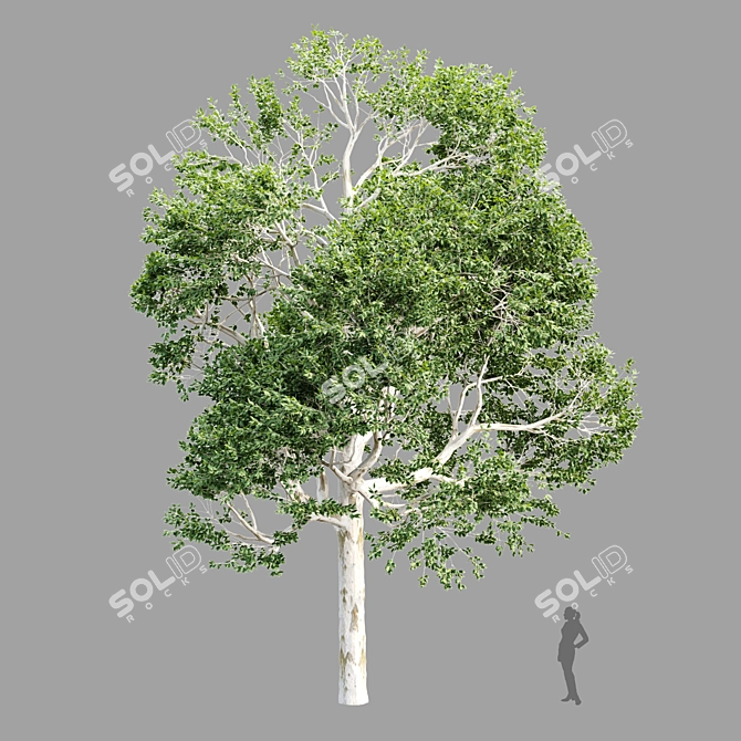  4 Tree Models Set Vol.252 3D model image 2