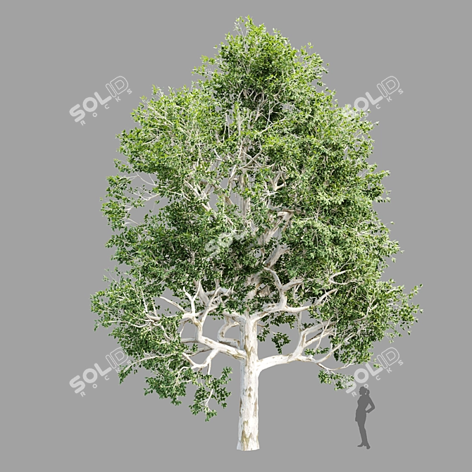  4 Tree Models Set Vol.252 3D model image 3