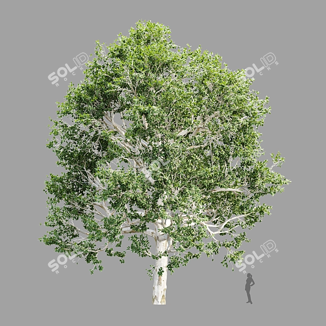  4 Tree Models Set Vol.252 3D model image 4