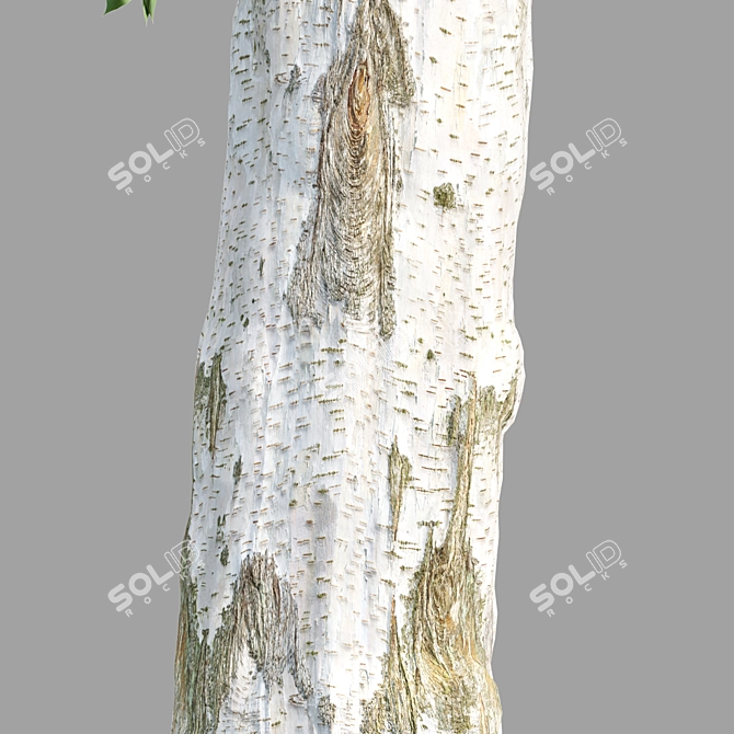  4 Tree Models Set Vol.252 3D model image 5