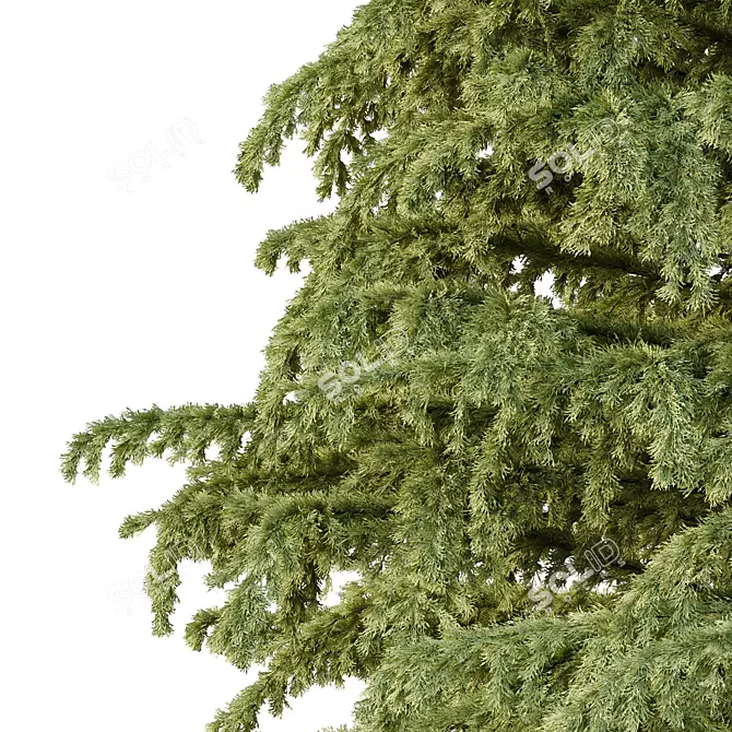 Title: Deodara06 3D Tree Model 3D model image 2