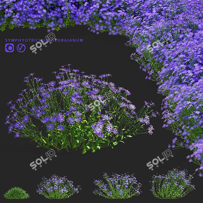 Georgian Aster Flower 3D Models 3D model image 1