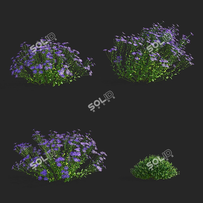 Georgian Aster Flower 3D Models 3D model image 2