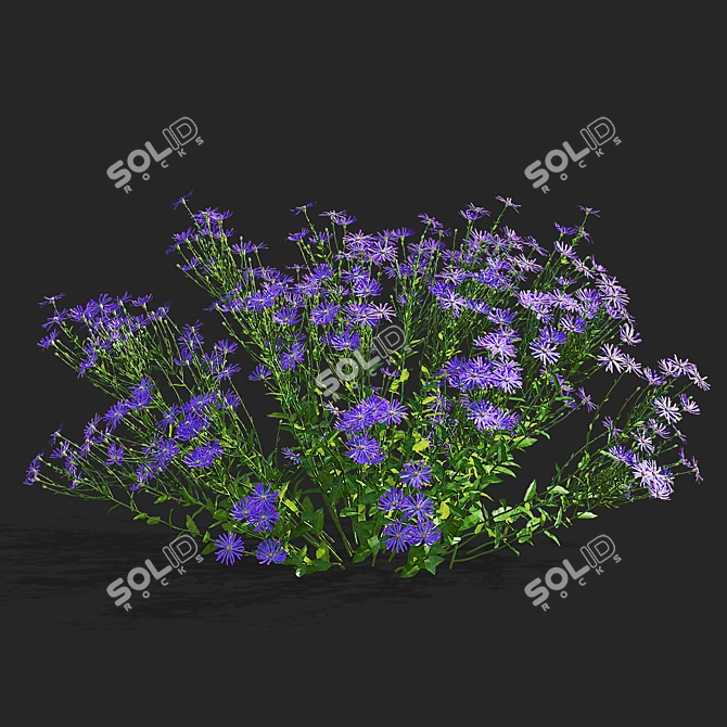 Georgian Aster Flower 3D Models 3D model image 4