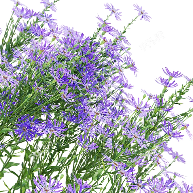 Georgian Aster Flower 3D Models 3D model image 6