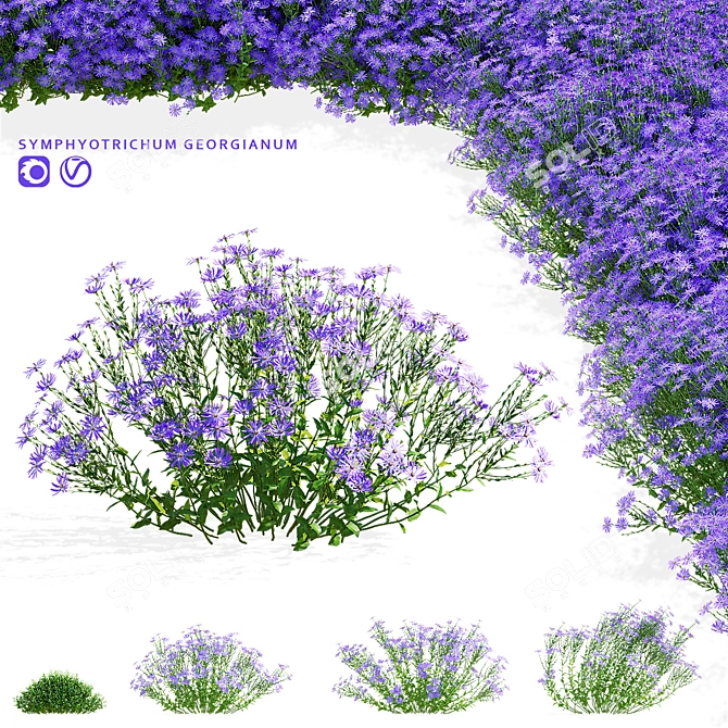 Georgian Aster Flower 3D Models 3D model image 7