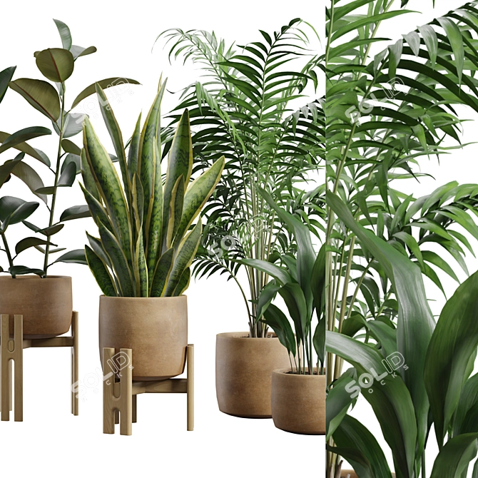 Exotic Indoor Plants Collection Pack 3D model image 2