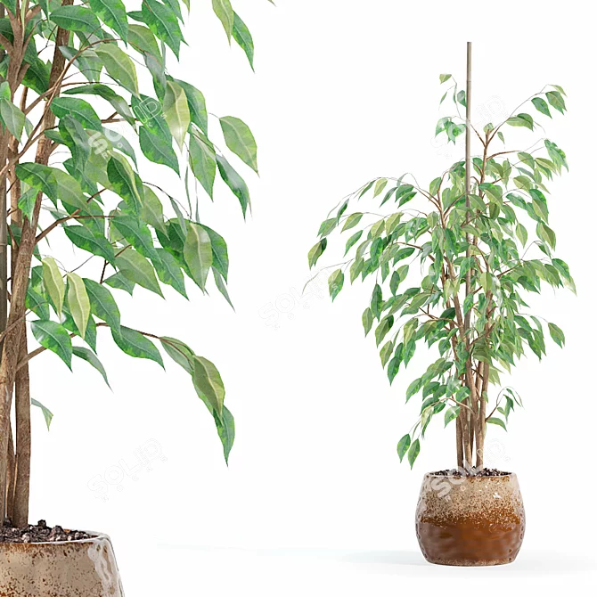 Ficus Benjamina 3D Plant Model 3D model image 1