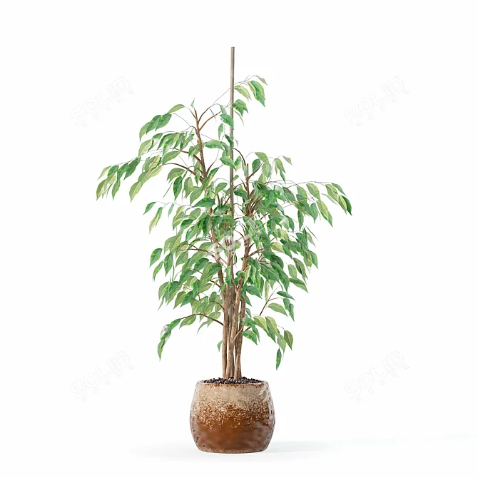 Ficus Benjamina 3D Plant Model 3D model image 3