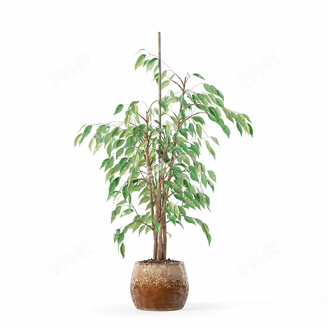 Ficus Benjamina 3D Plant Model 3D model image 4