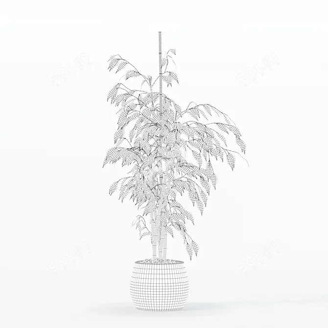 Ficus Benjamina 3D Plant Model 3D model image 6