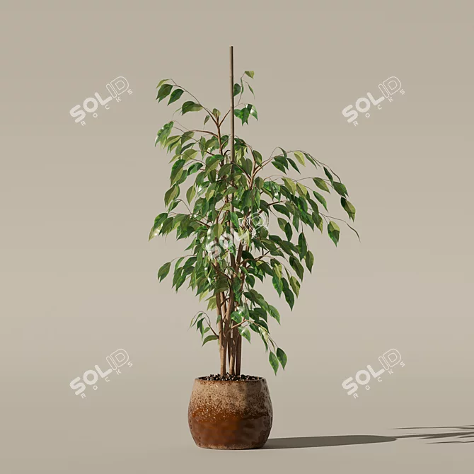 Ficus Benjamina 3D Plant Model 3D model image 7