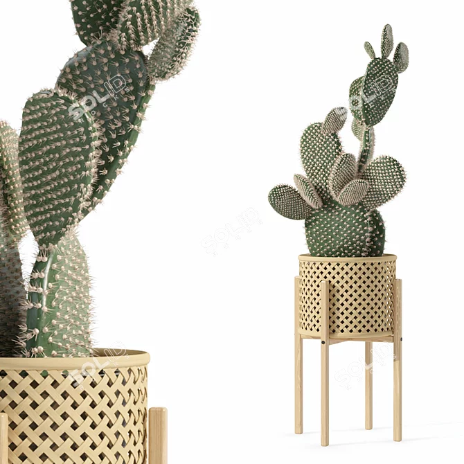 Opuntia Microdasys Plant Collection 188 3D model image 1