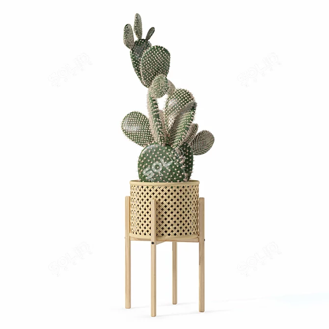 Opuntia Microdasys Plant Collection 188 3D model image 2