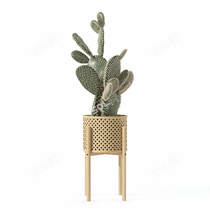 Opuntia Microdasys Plant Collection 188 3D model image 4