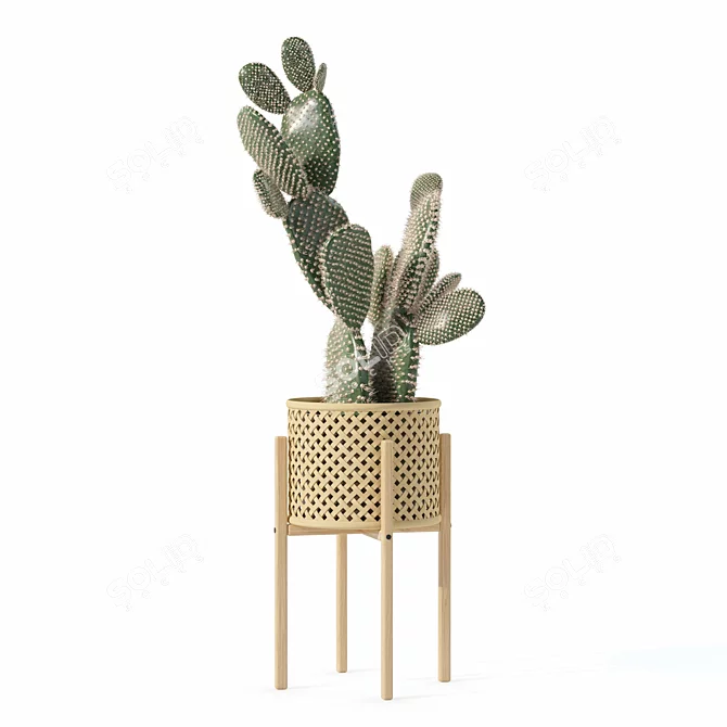 Opuntia Microdasys Plant Collection 188 3D model image 5