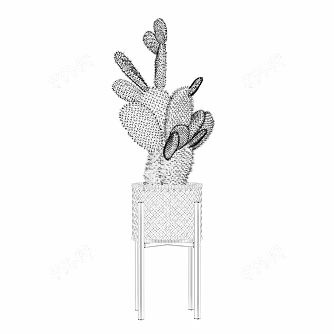 Opuntia Microdasys Plant Collection 188 3D model image 6