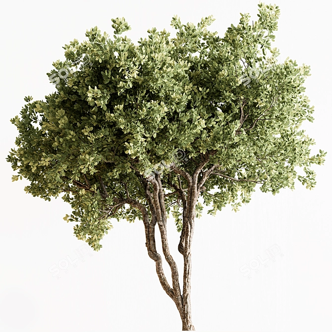 Boxwood Tree Set 299. Box to braid. 3D model image 1