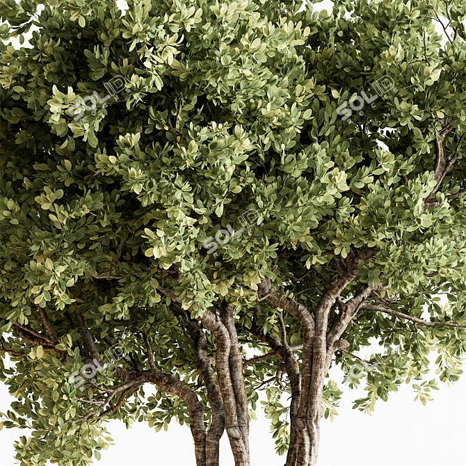 Boxwood Tree Set 299. Box to braid. 3D model image 2