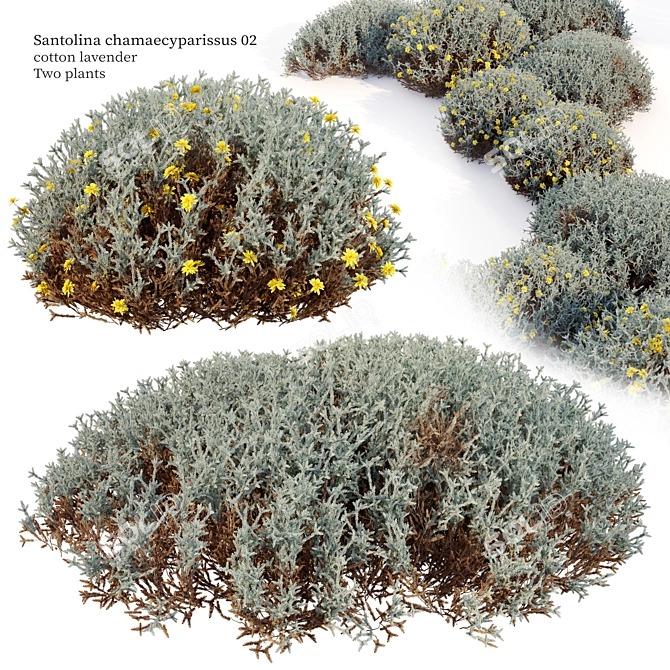 Cotton Lavender Bush for Landscaping 3D model image 1