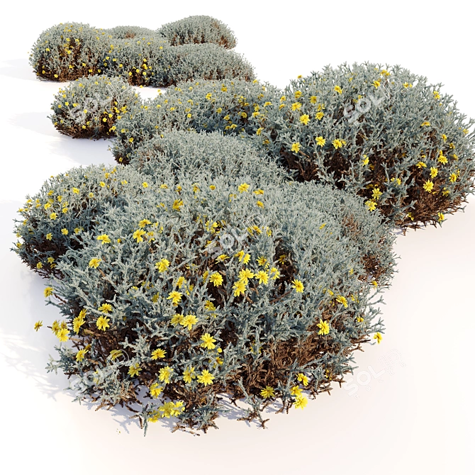 Cotton Lavender Bush for Landscaping 3D model image 2