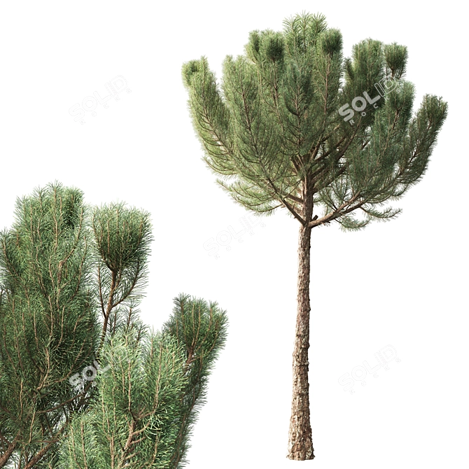 Pinus 4.2м Exterior Pine Tree 3D model image 1