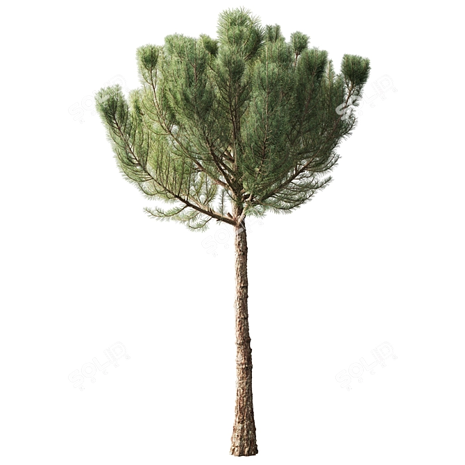 Pinus 4.2м Exterior Pine Tree 3D model image 2