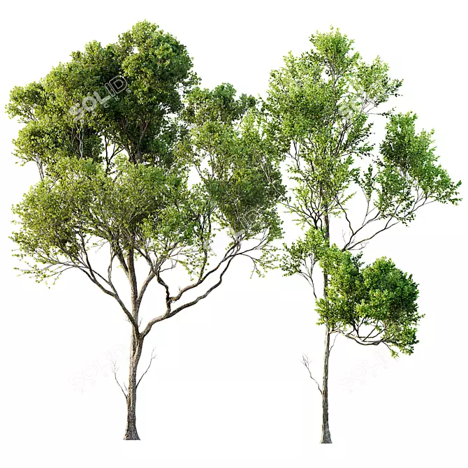 Acer Pseudoplatanus 3D Models Bundle 3D model image 1