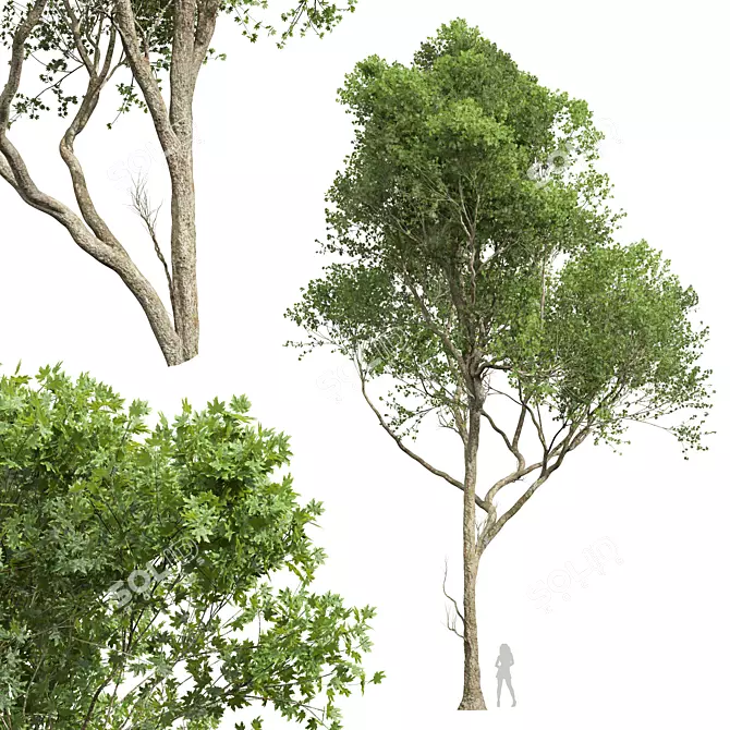 Acer Pseudoplatanus 3D Models Bundle 3D model image 2