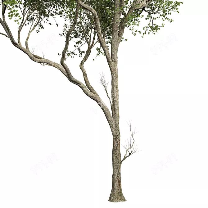 Acer Pseudoplatanus 3D Models Bundle 3D model image 4