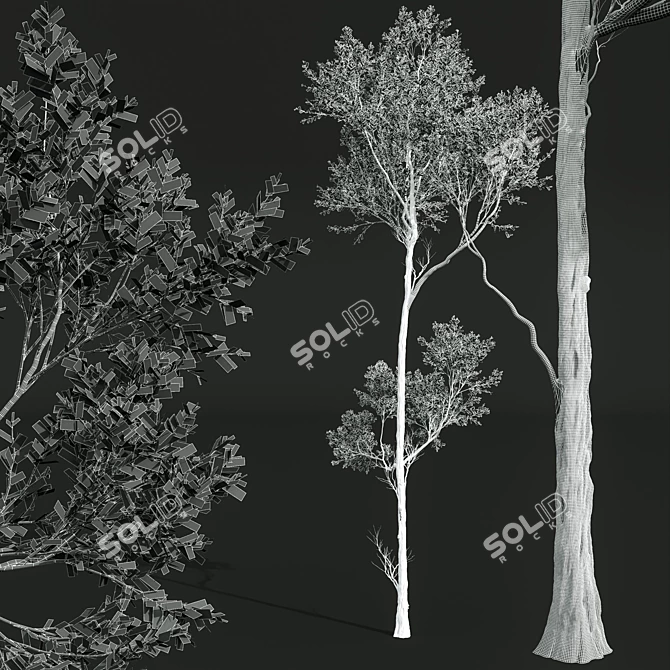 Acer Pseudoplatanus 3D Models Bundle 3D model image 7