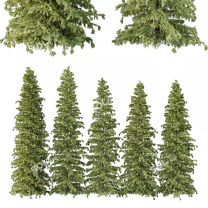 Cedar Tree Models Set 3D model image 1