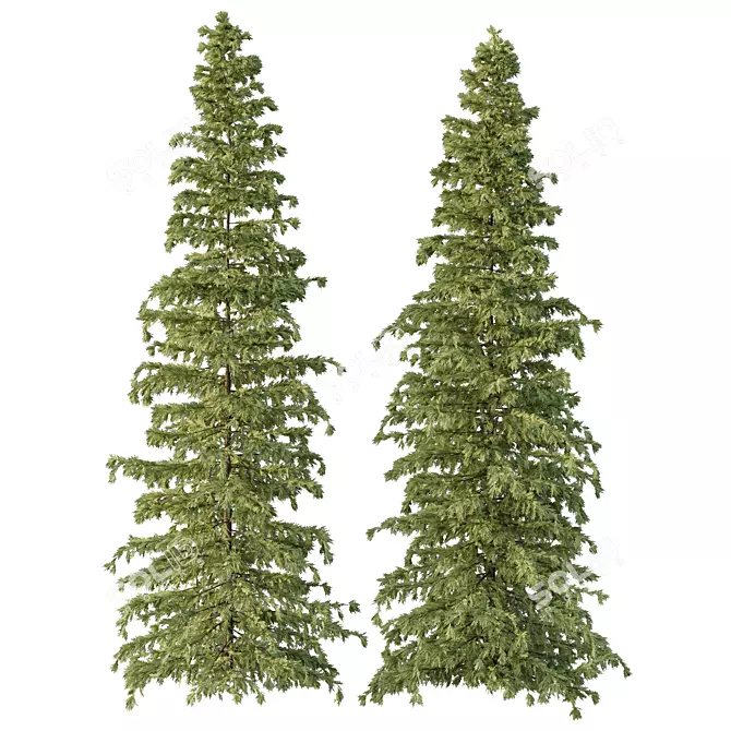 Cedar Tree Models Set 3D model image 3