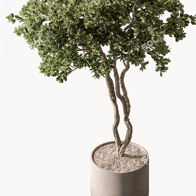 Leafy Green Potted Tree 3D model image 2