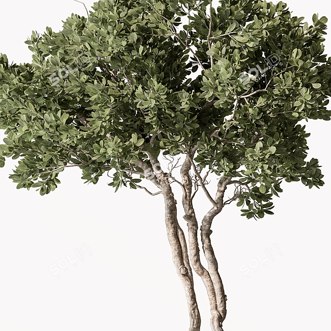 Leafy Green Potted Tree 3D model image 3