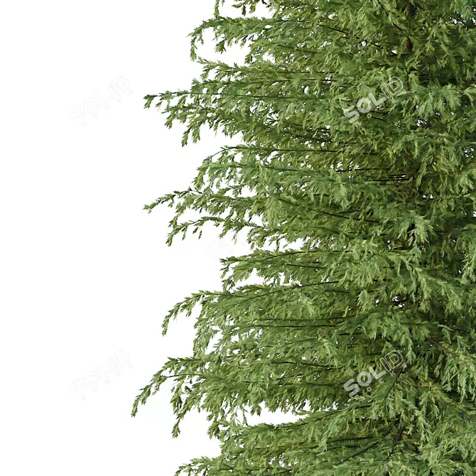 Cedrus Deodara Architectural Tree Models 3D model image 2