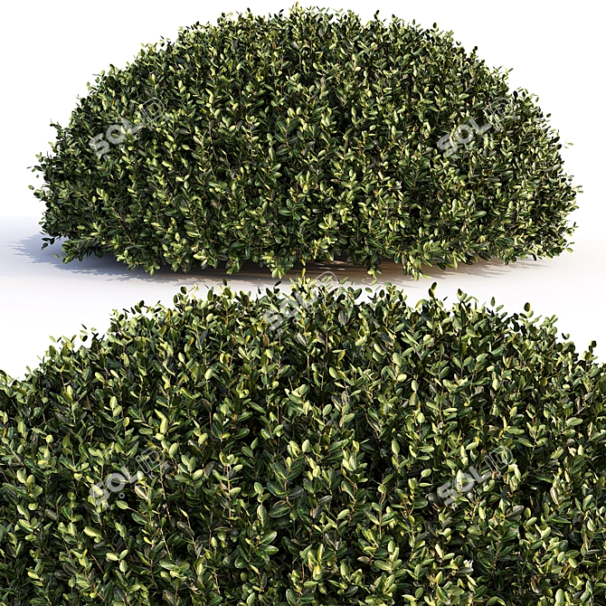 Landscaping Bushes Pack - 3D Models 3D model image 4