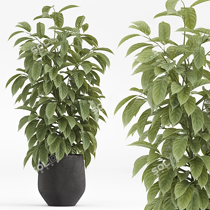 Minimalist Indoor Plants Set 043 3D model image 6