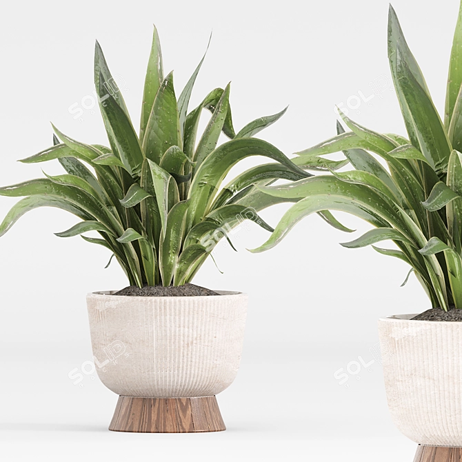 Minimalist Indoor Plants Set 043 3D model image 7