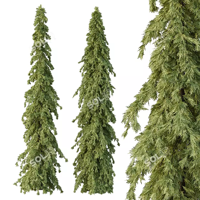 Cedrus Deodara 3D Tree Models 3D model image 3