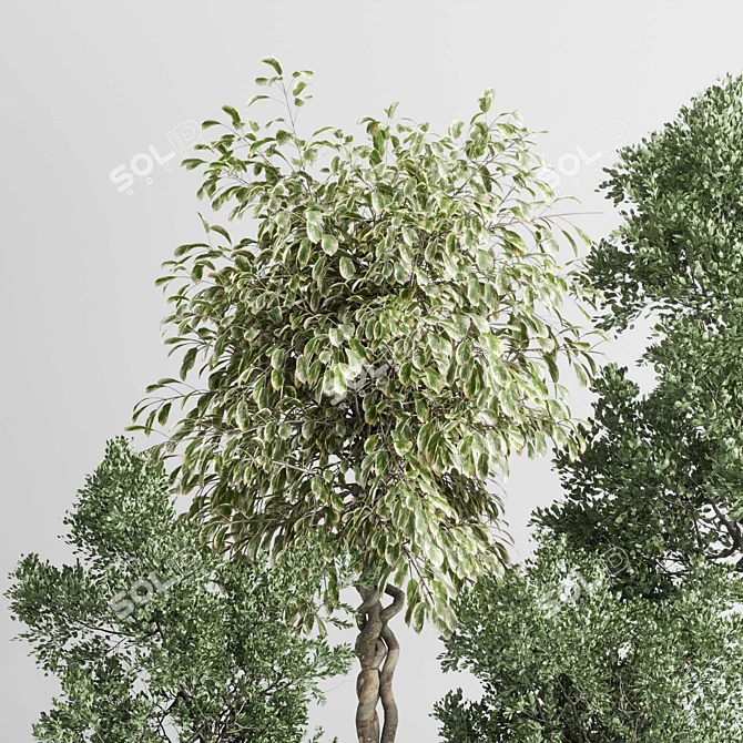 Concrete Vase Indoor Tree Plant 3D model image 3