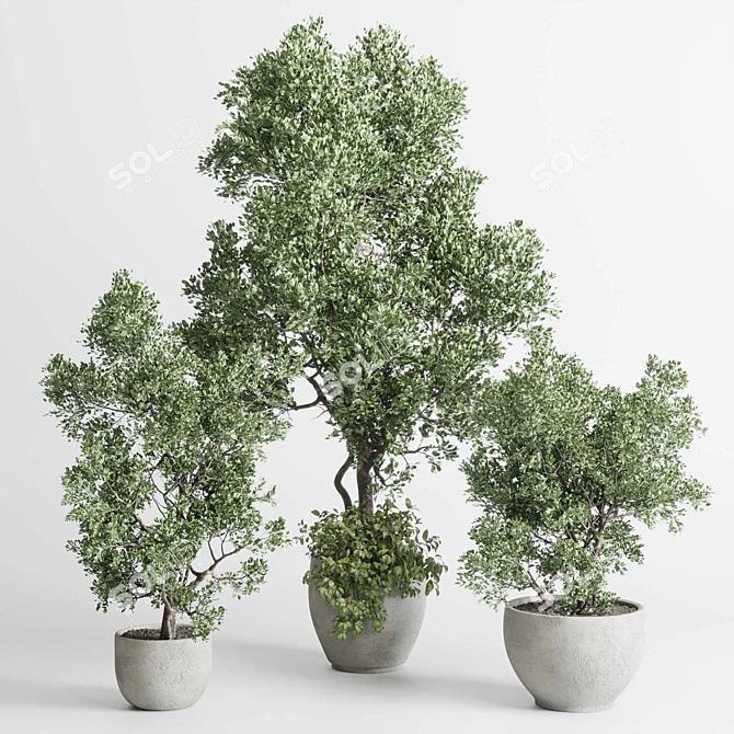 Concrete Vase Indoor Tree Plant 3D model image 6