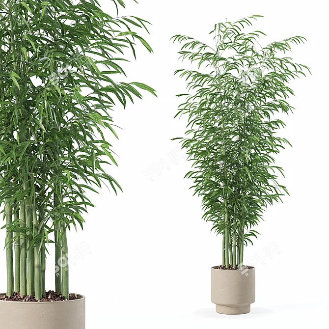  Exotic Plants Bamboo Collection 3D model image 1